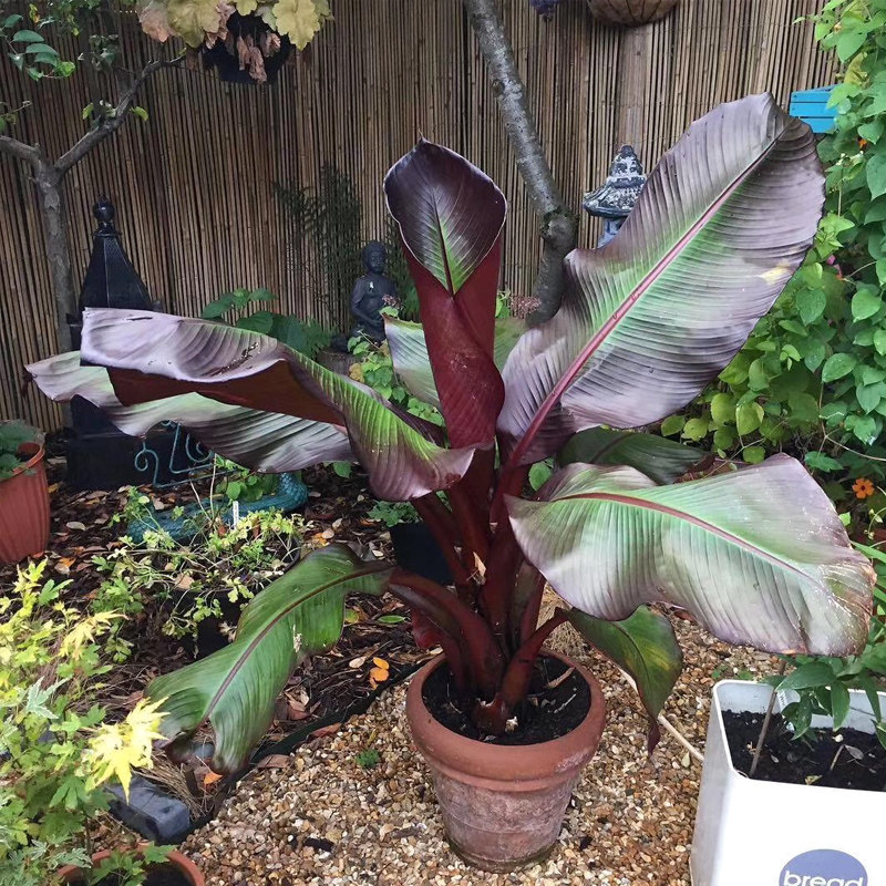 红叶象腿蕉 ensete ventricosum maurelii 红粗柄象腿蕉 盆栽