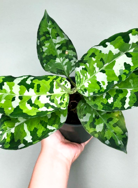 安达曼三色迷彩粗肋草 Aglaonema pictum Tricolor 室内绿植盆栽