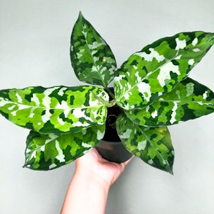 安达曼三色迷彩粗肋草 Aglaonema pictum Tricolor 室内绿植盆栽