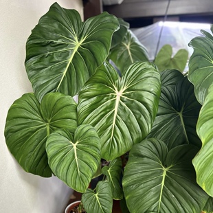 麦克道尔蔓绿绒 Philodendron McDowell 大型室内绿植盆栽