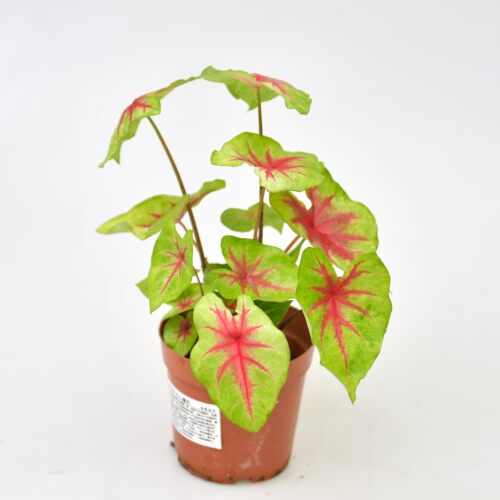 红心皇后彩叶芋  直播间精选一物一拍