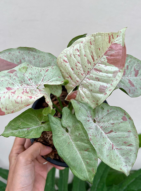 牛奶合果芋 Syngonium Milk Confetti  锦化室内绿植盆栽