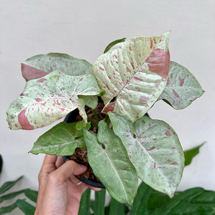 牛奶合果芋 Syngonium Milk Confetti  锦化室内绿植盆栽