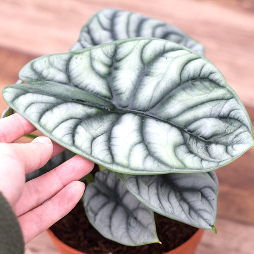 白犀牛海芋 Alocasia Silver Dragong 室内网红绿植花卉盆栽 耐热
