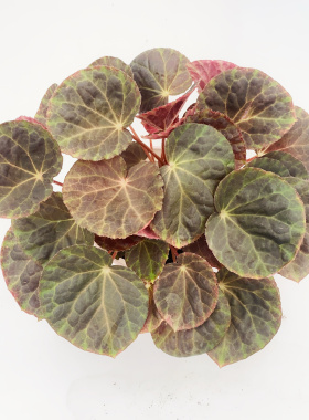 烛影秋海棠  Begonia Gryphon  网红室内绿植盆栽