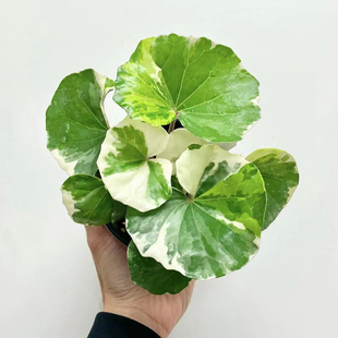浮云锦 吴风草 室内绿植盆栽 ins网红新手室内花园阴生绿植