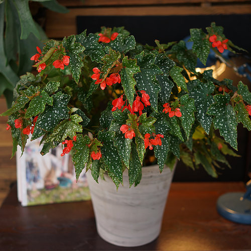 河豚鱼秋海棠   Begonia ‘Lois Burks’ 室内绿植精选盆栽