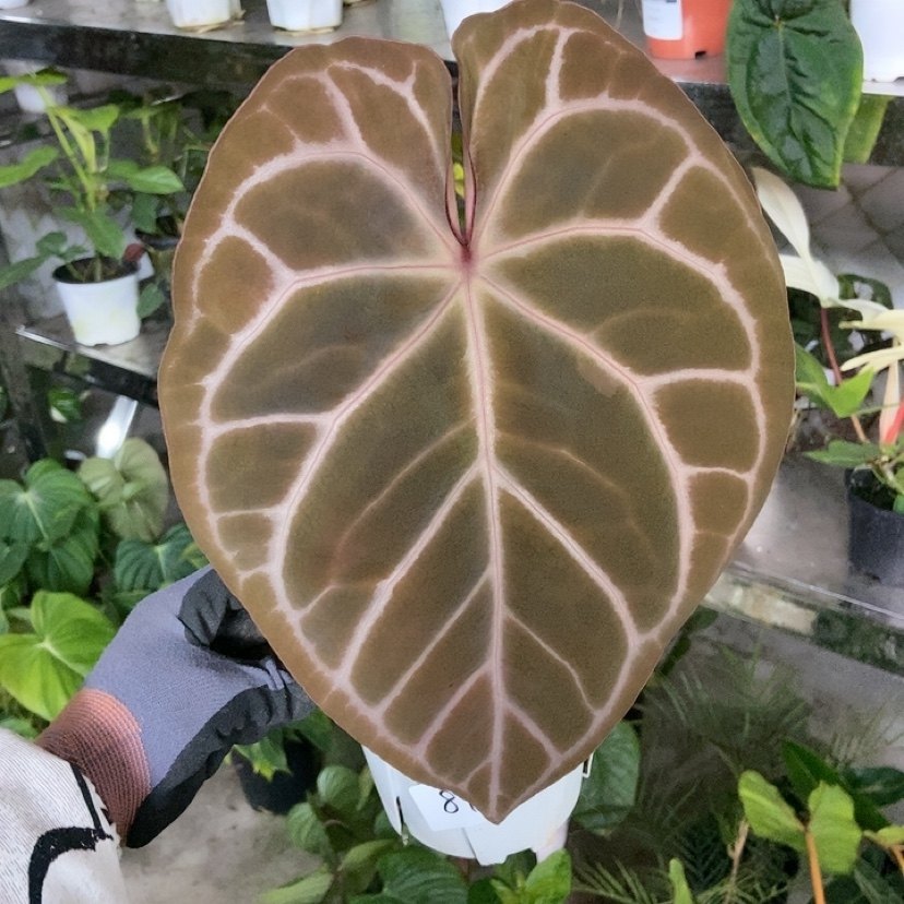 杂交花烛 B067 精选室内绿植盆栽 热植,鲜花速递/花卉仿真/绿植园艺,花烛,淘宝优惠券,粉丝福利购,淘宝优惠卷