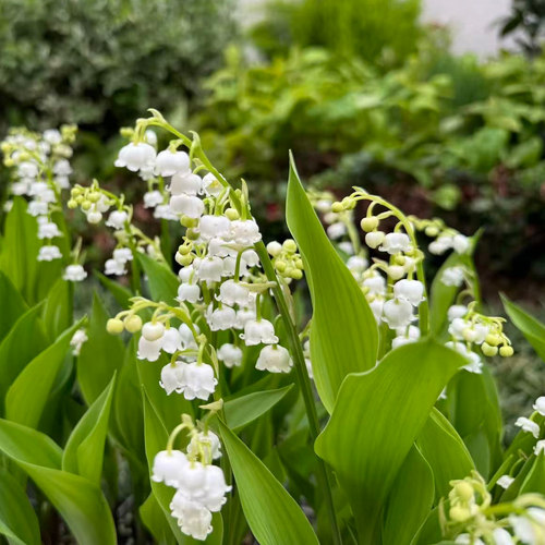 荷兰进口老盆铃兰盆栽 10cm大盆  convallaria majalis 盆栽花卉