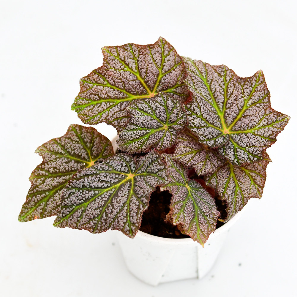 银红秋海棠   直播间精选,鲜花速递/花卉仿真/绿植园艺,秋海棠,淘宝优惠券,粉丝福利购,淘宝优惠卷