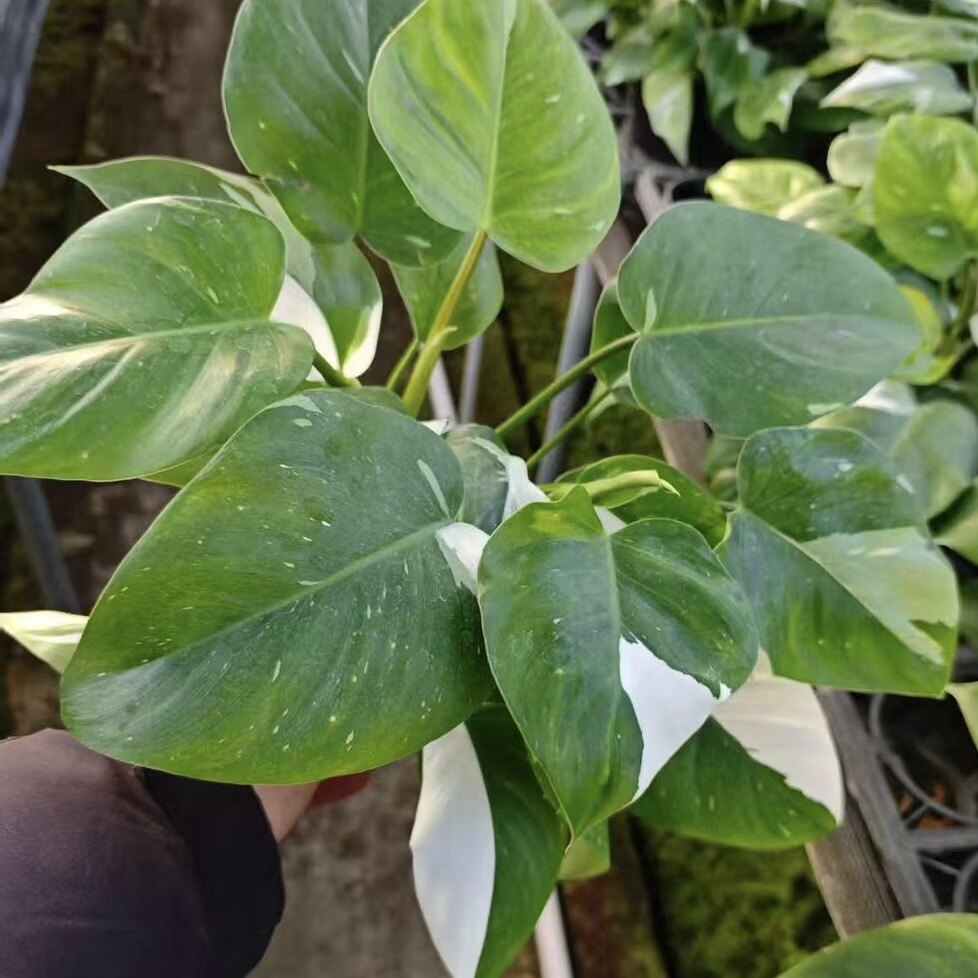 白巫师蔓绿绒  室内绿植盆栽 直播间精选