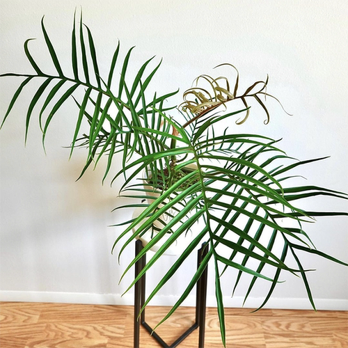 鱼骨蔓绿绒  网红室内户外绿植