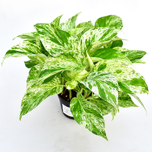 直播间精选 室内绿植盆栽 大理石皇后绿萝 精选锦化