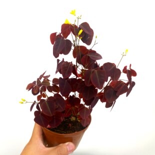 树状火厥酢浆草    阳台室内花园绿植盆栽