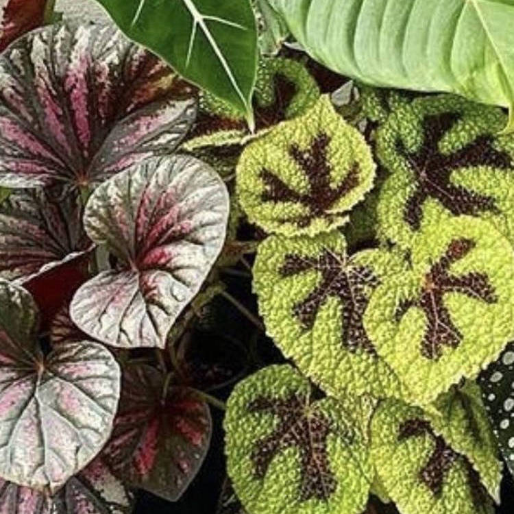 沙捞越粉点 秋海棠    直播间 一物一拍 室内绿植盆栽