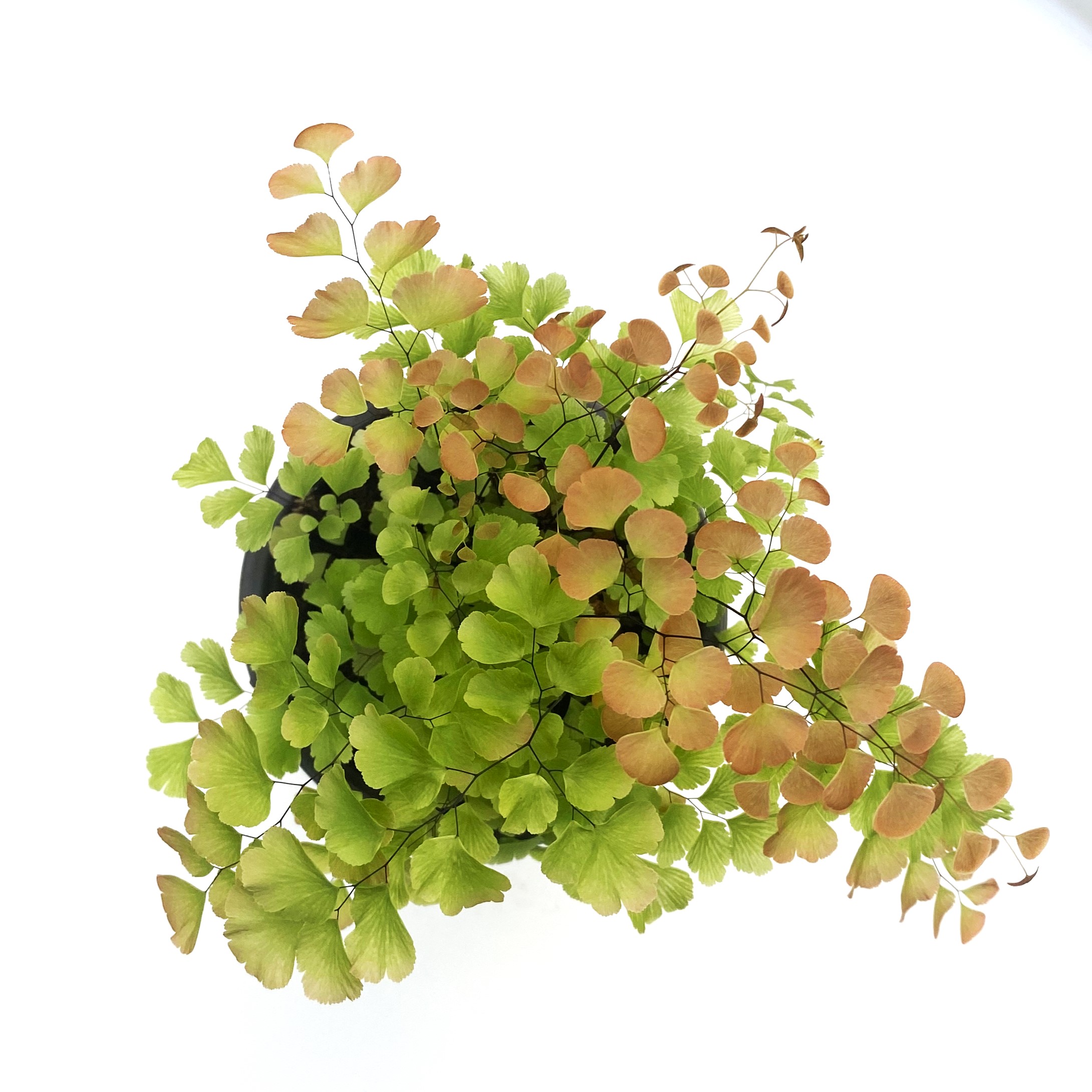 网红室内绿植盆栽绿植盆栽