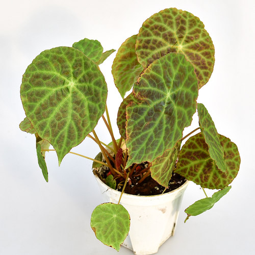 福玉秋海棠   直播间精选 一物一拍 室内绿植盆栽