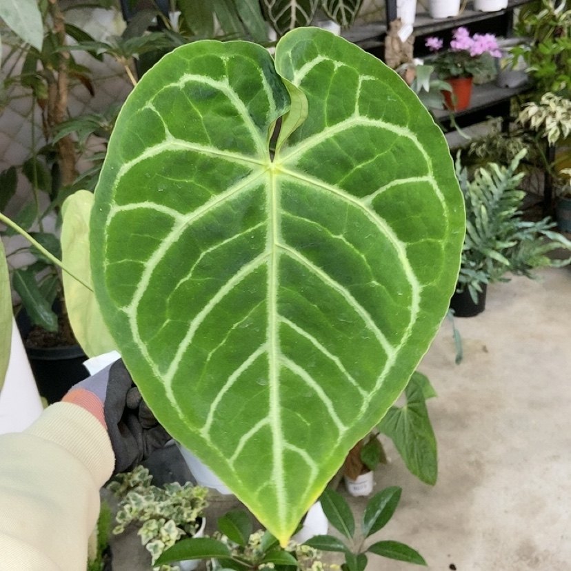 杂交花烛 B075 自繁 精选室内绿植盆栽 热植,鲜花速递/花卉仿真/绿植园艺,花烛,淘宝优惠券,粉丝福利购,淘宝优惠卷