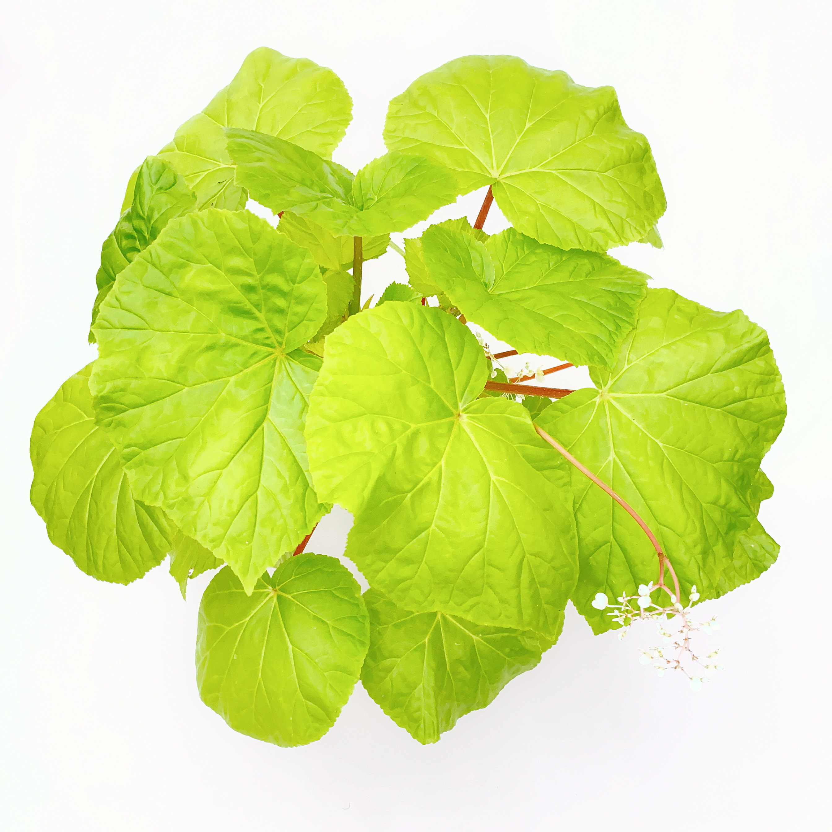 金色阳光秋海棠  室内绿植盆栽 直播间精选一物一拍,鲜花速递/花卉仿真/绿植园艺,秋海棠,淘宝优惠券,粉丝福利购,淘宝优惠卷