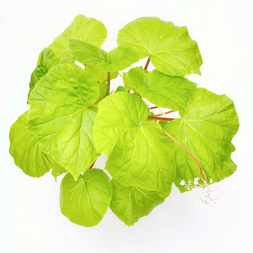 金色阳光秋海棠  室内绿植盆栽 直播间精选一物一拍