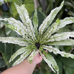 花叶鸟巢蕨   白锦鸟巢蕨 网红锦化室内绿植盆栽