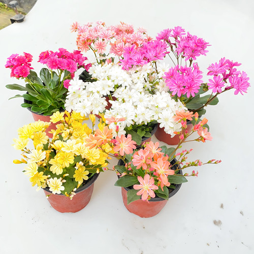 露薇花12cm大盆 一物一拍 多色可选 带花发货 室内阳台花卉盆栽