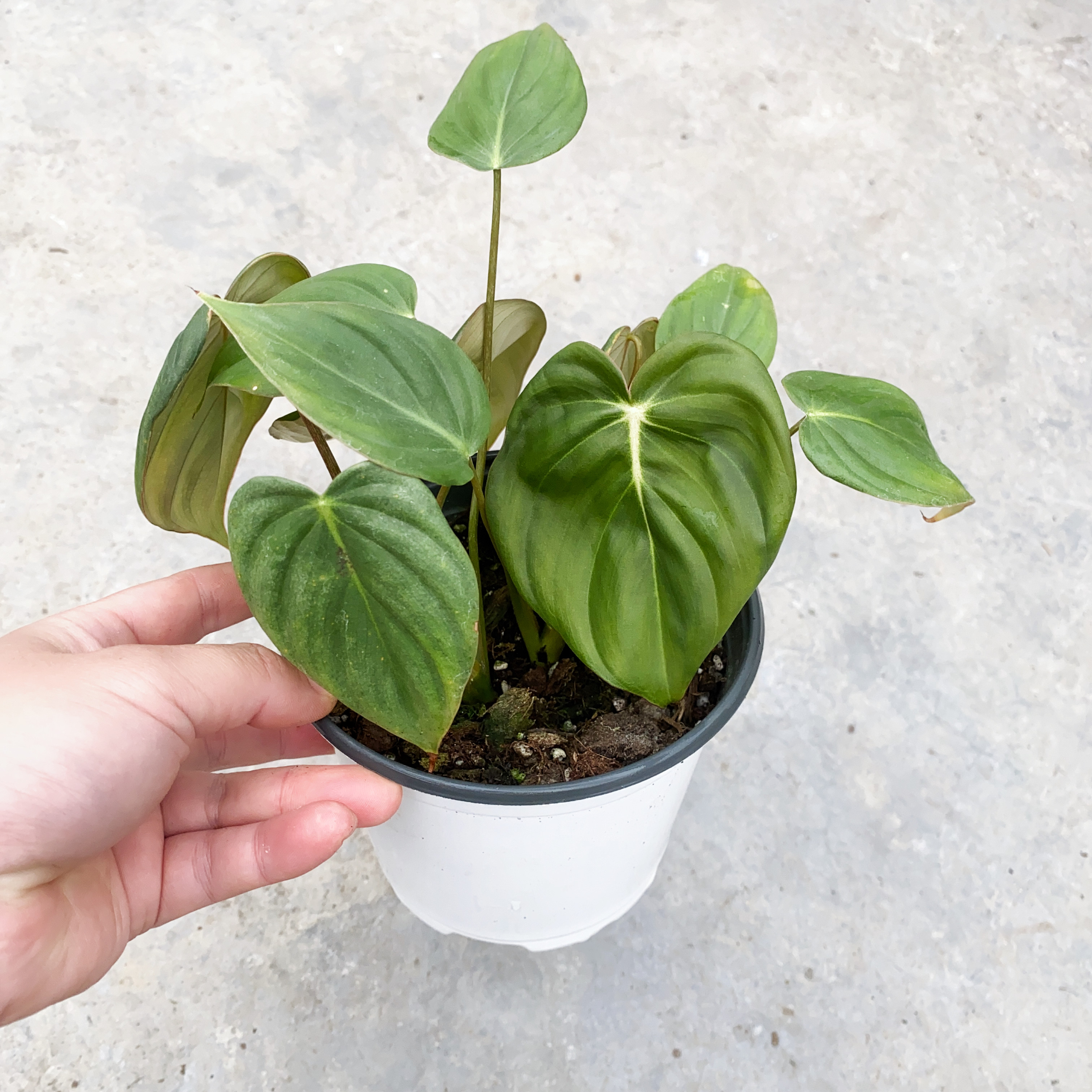 麦克道尔蔓绿绒 蔓绿绒  大型室内绿植盆栽 直播间精选,鲜花速递/花卉仿真/绿植园艺,蔓绿绒,淘宝优惠券,粉丝福利购,淘宝优惠卷