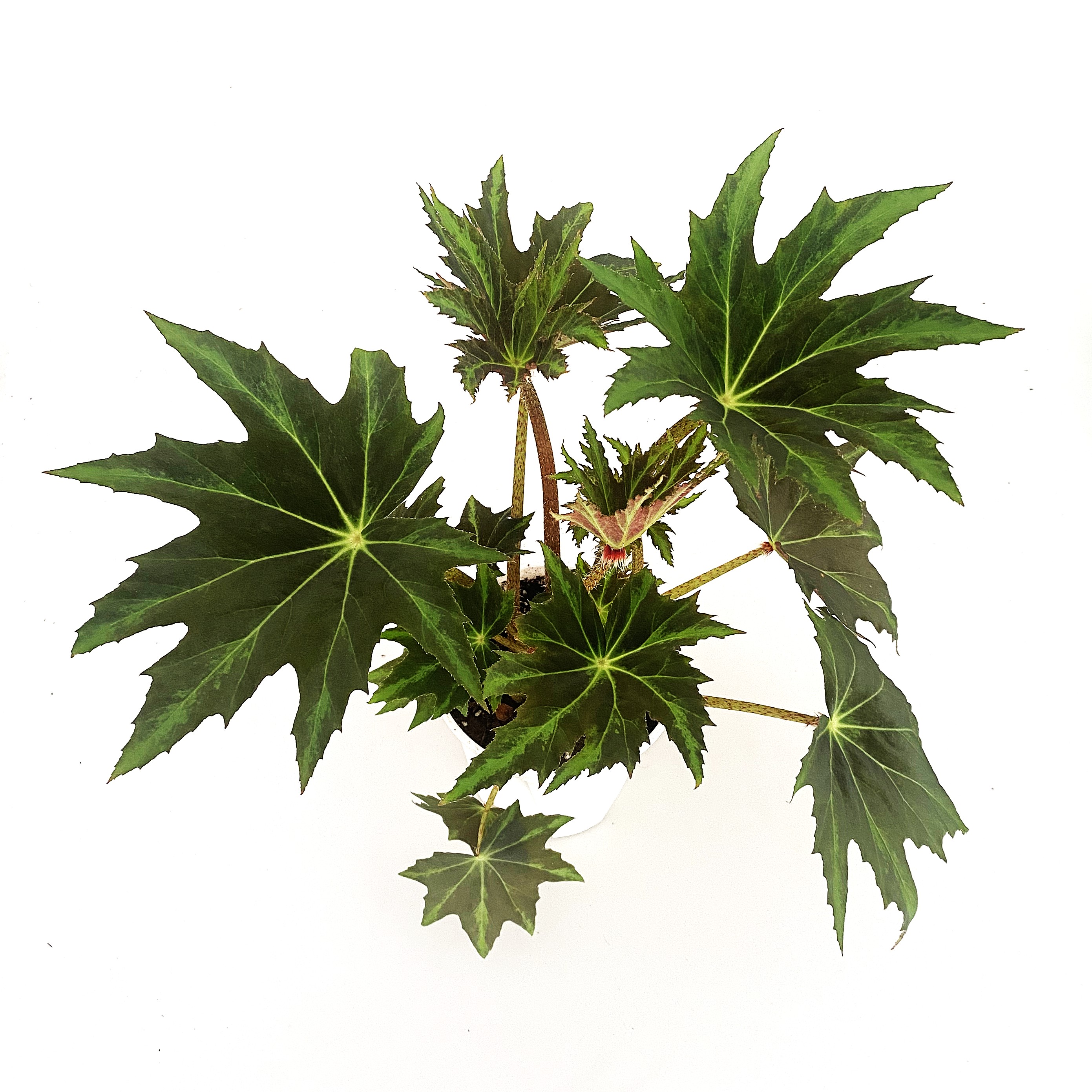 白芷秋海棠加仑大盆直播间