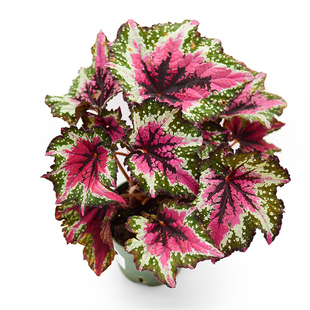 圣尼克秋海棠 直播间精选 网红室内观叶绿植