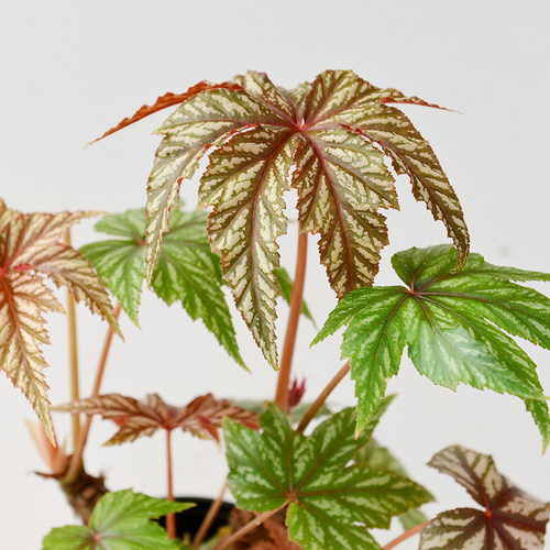 狮鹰秋海棠 Begonia Gryphon  网红室内绿植盆栽