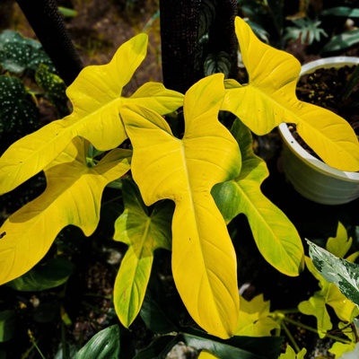 室内观叶绿植金色提琴蔓绿绒