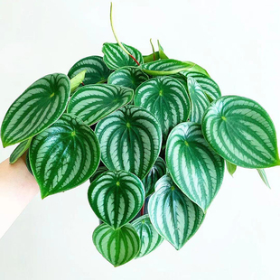 西瓜皮椒草 网红室内绿植盆栽