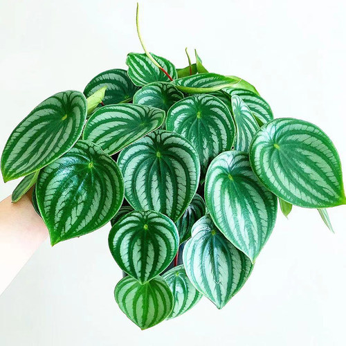 西瓜皮椒草直播间精选