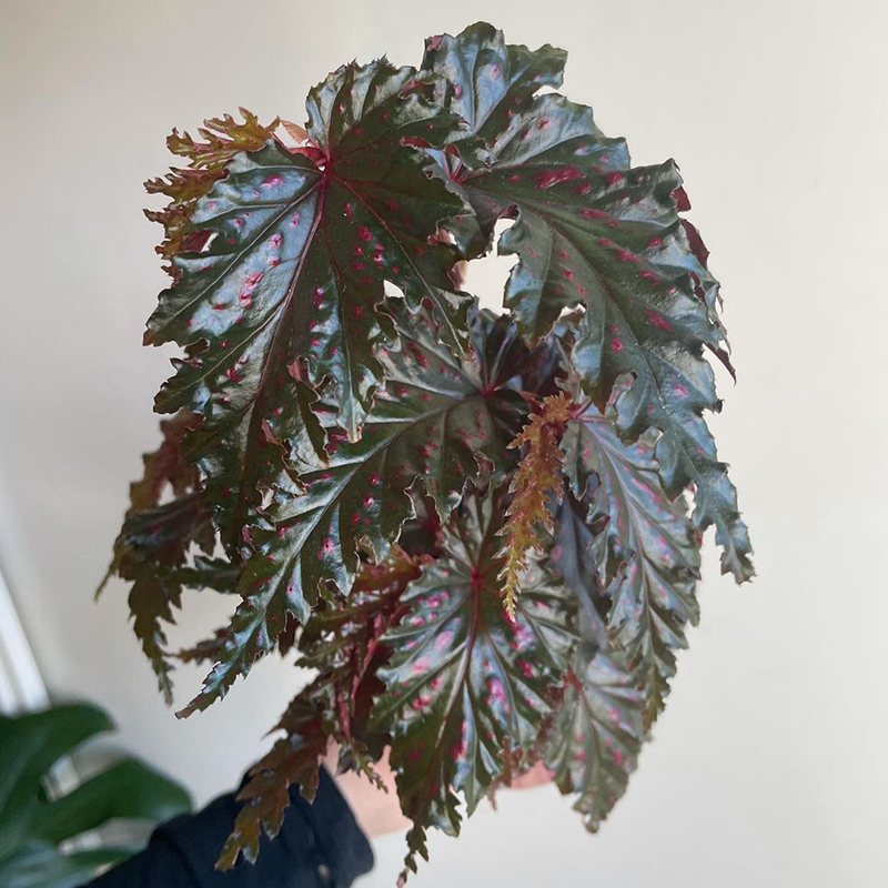 秋海棠观叶室内绿植盆栽