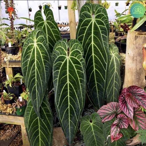 火鹤后花烛 Anthurium warocqueanum 人气热植室内观叶绿植盆栽 - 封面
