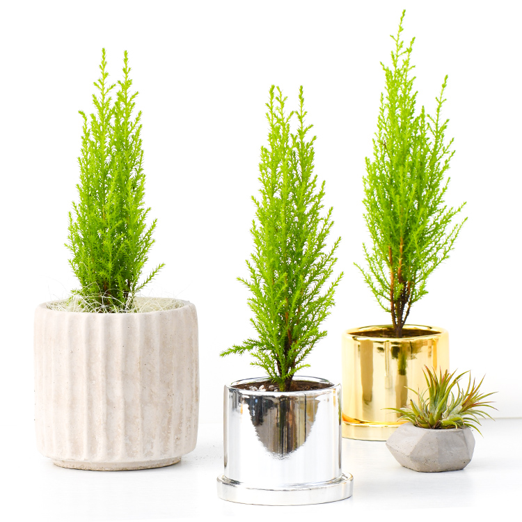 小香松香冠柏圣诞树室内绿植盆栽