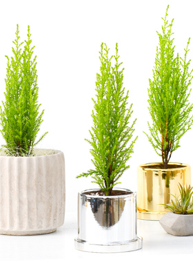 小香松香冠柏圣诞树室内绿植盆栽