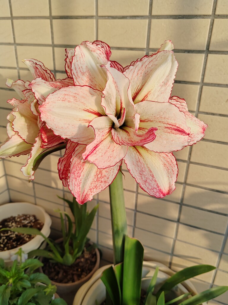 澳洲朱顶红安吉拉,直径4厘米,母球已开花