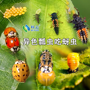 科云异色瓢虫防治蚜虫天敌活体昆虫瓢虫花卉蔬菜农林园艺生物
