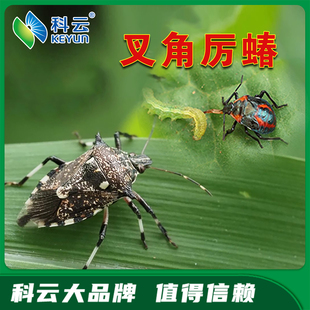 科云叉角厉蝽天敌昆虫生物防治捕杀蔬菜茶树斜纹夜蛾烟青虫菜青虫