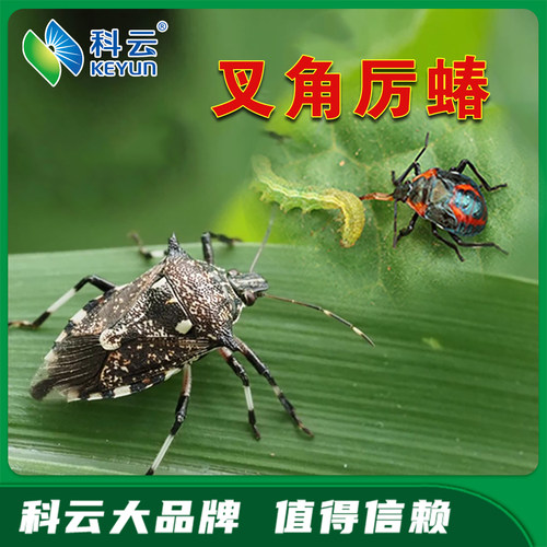 昆虫生物防治捕杀蔬菜青虫