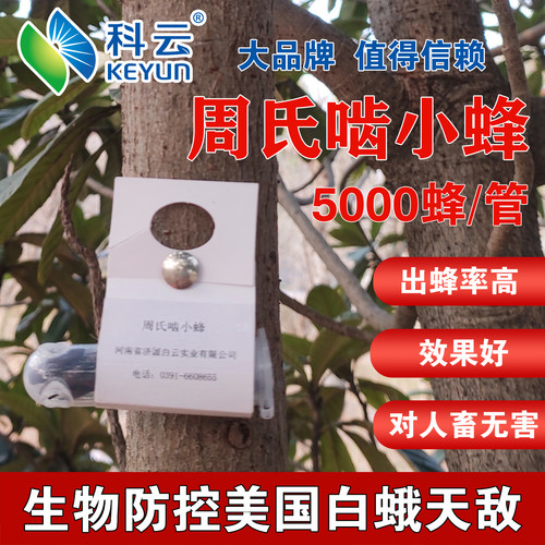 周氏啮小蜂虫蛹天敌昆虫活体防治美国白蛾鳞翅目害虫舟蛾林木果树