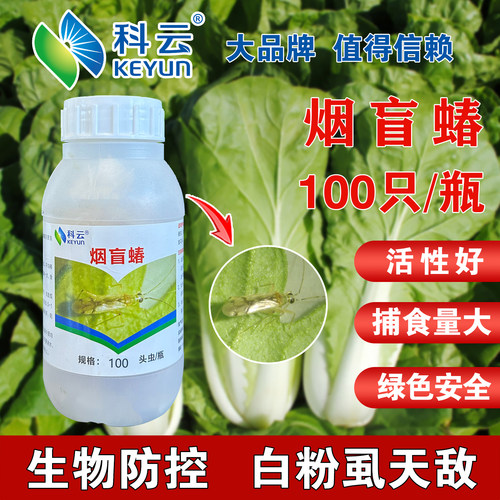 烟盲蝽天敌昆虫活体白粉虱烟粉虱蚜虫克星蔬菜莓花卉园艺多肉包邮