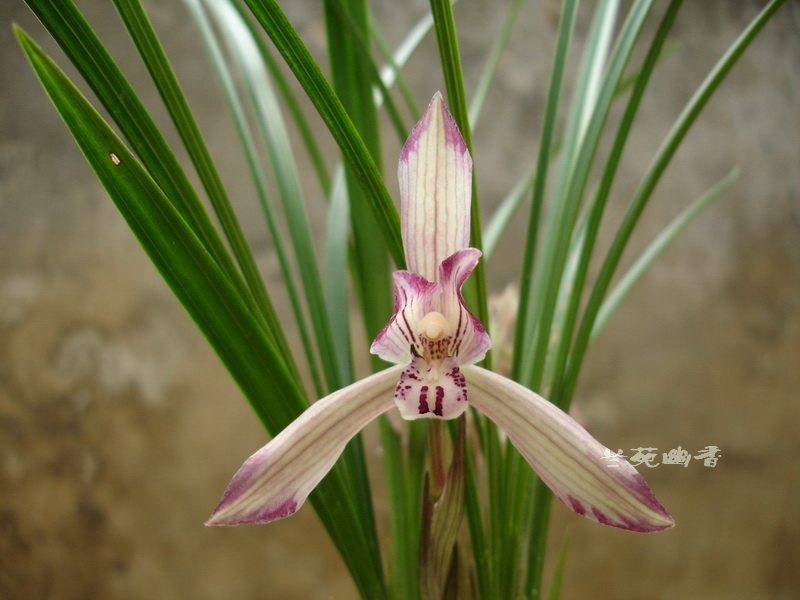 兰苑幽香植物花卉兰花贵州春兰- 红花复色1(带花苞)自然种养
