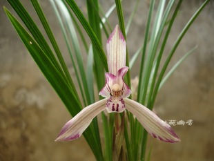 兰苑幽香植物花卉兰花贵州春兰 自然种养 带花苞 红花复色1