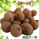 不一样 带壳核桂圆干果野外纯自然生长老树高州龙眼原质原味原香