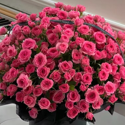 苏菲宝贝玫瑰-高等级/全场1单包邮送货上门/满2单升级顺丰包邮