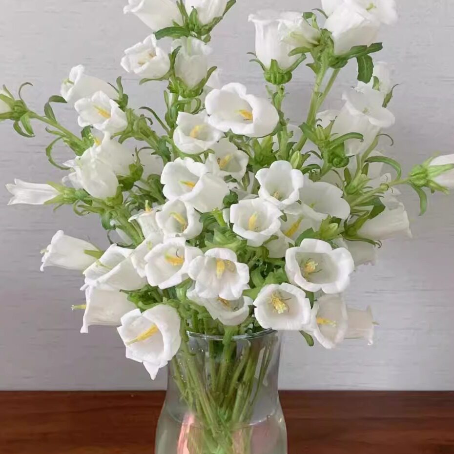 白色风铃花-全场1单包邮送货上门/满2单升级顺丰包邮