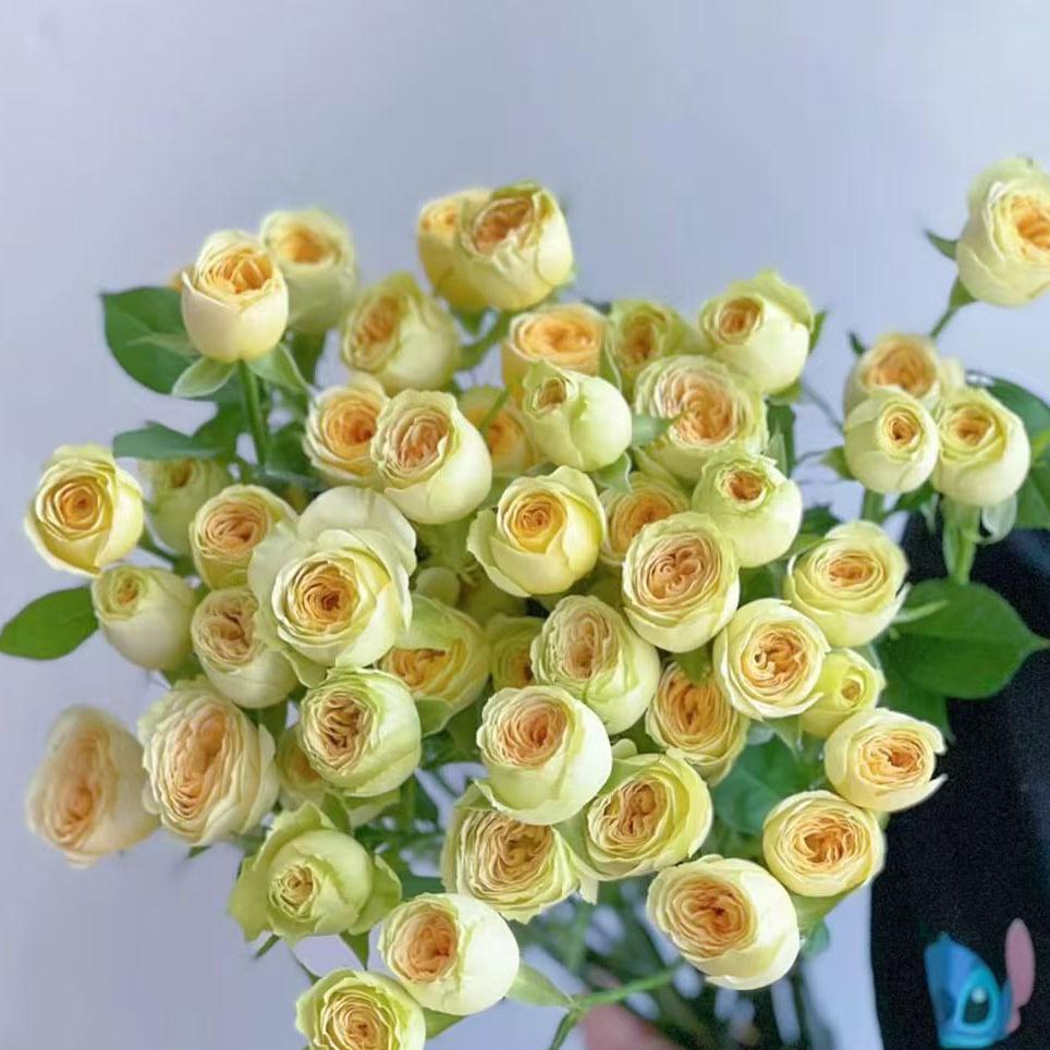 牛油果泡泡-高等级玫瑰/全场1单包邮送货上门/满2单升级顺丰包邮