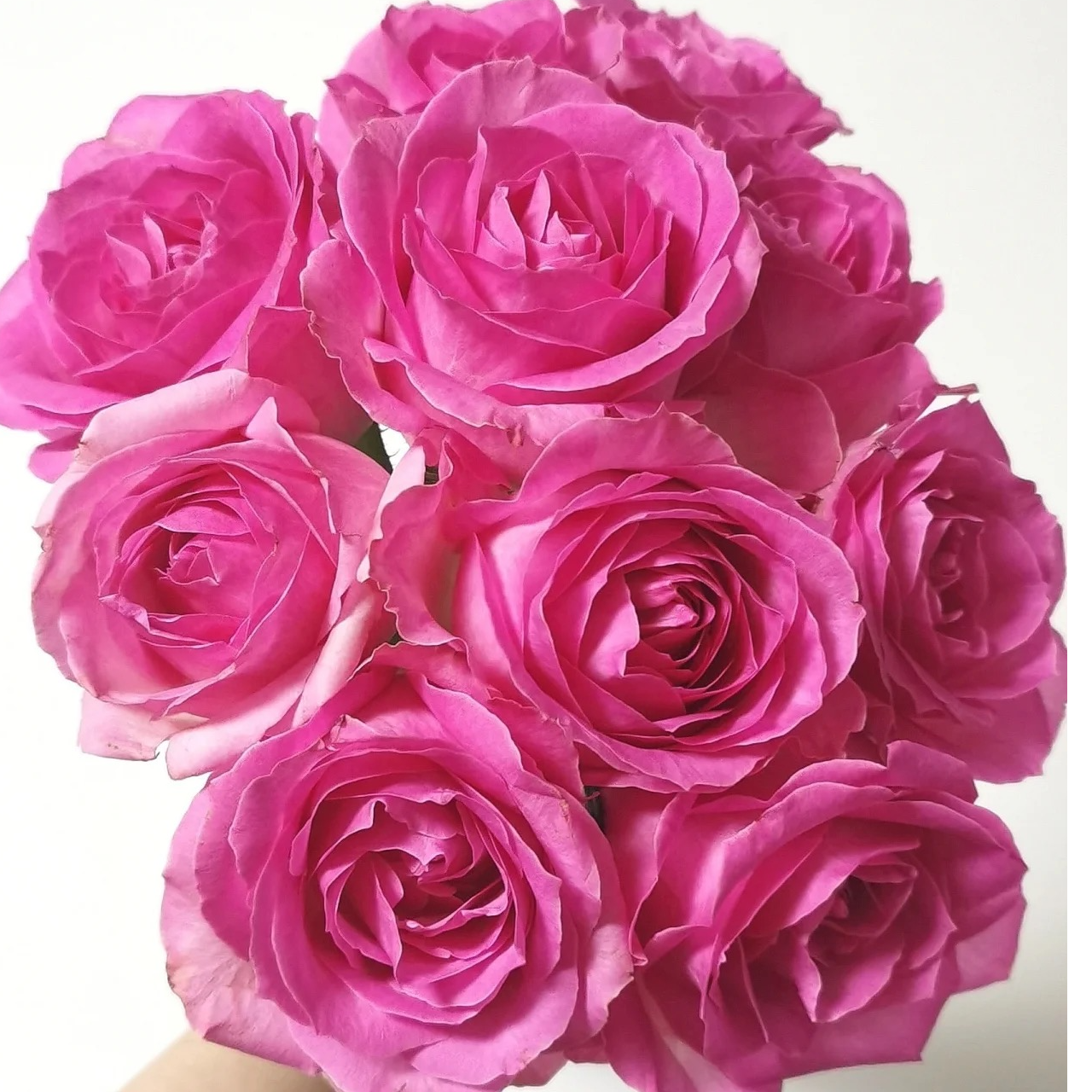 糖果雪山玫瑰-高等级/全场1单包邮送货上门/满2单升级顺丰包邮